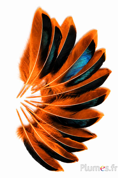 Anatra - 8-10 cm - arancioni